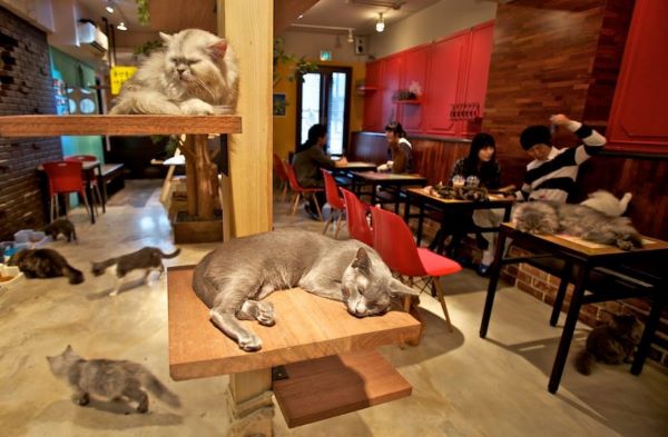 Cronache di gatti giapponesi - Cronache Letterarie